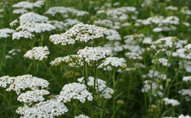 White Wild Yarrow