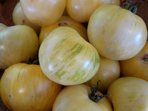 White Zebra Tomato