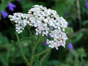 White Wild Yarrow