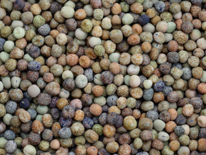 Wild Pea of Umbria