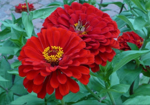Will Rogers Zinnia