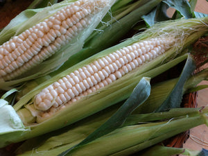Will’s Early June Sweet Corn
