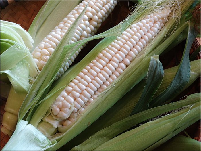 Will’s Early June Sweet Corn