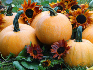 Winter Luxury - Pumpkin (1893) - (C.Pepo)