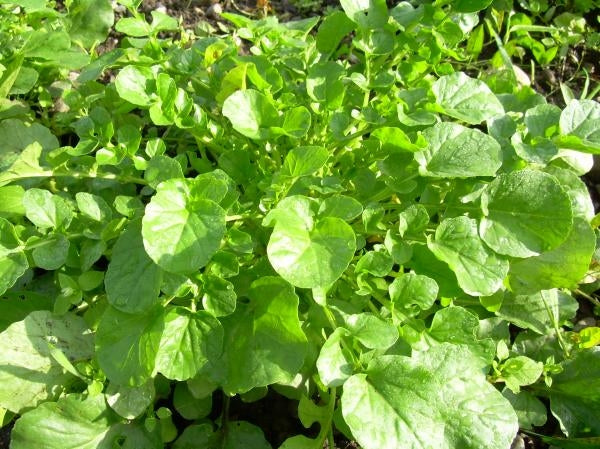 Heirloom Winter Cress Seeds