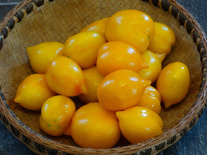 Wonderlight Tomato