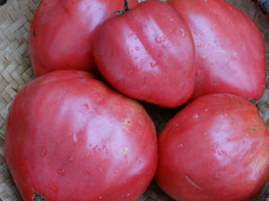 Yasha Yugoslavian Tomato