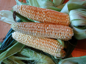 Yukon Chief Corn