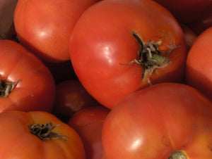 Zarnista Tomato