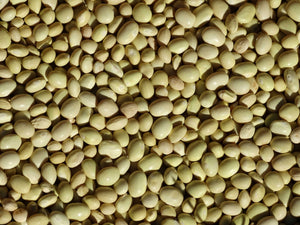 Zolfino Bean