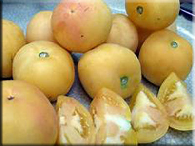 garden peach tomato seeds Garden Peach Tomato – Heritage Harvest Seed
