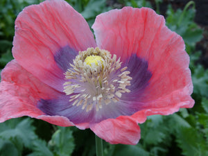 Giganteum Poppy