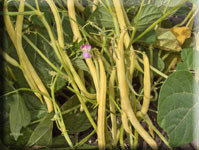 Heirloom Bean Seeds - (Phaleous vulgaris)
