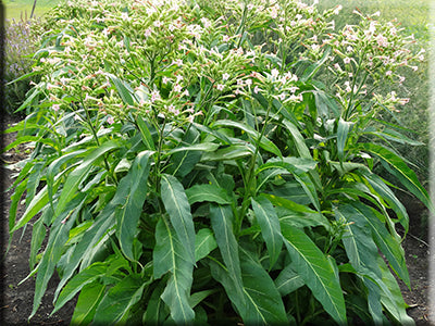 dutch plant Little Dutch Tobacco