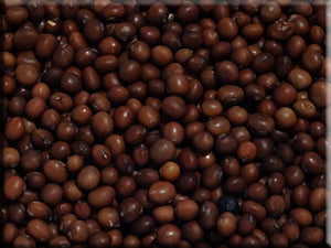 Manitoba Brown Soybean