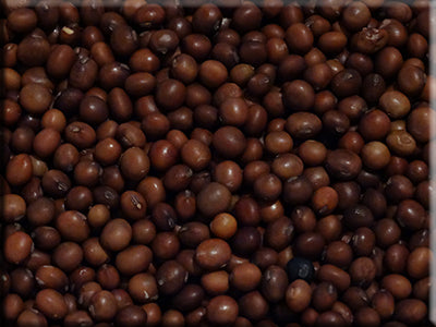 Manitoba Brown Soybean