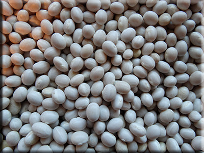 Polish Pea Bean from Heritage Harvest Seed