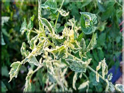 Splash of Cream Tomato from Heritage Harvest Seed