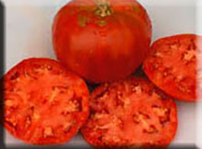 Angelo’s Red Tomato