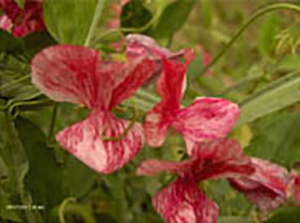 America Sweet Pea - (1896)