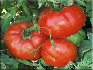 Akers West Virginia Tomato