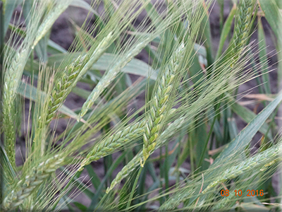 Emmer Wheat - ‘Abyssinian’