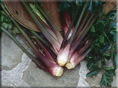 Red Stalk Celery (1700's)