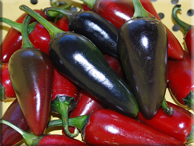 Black Hungarian Pepper