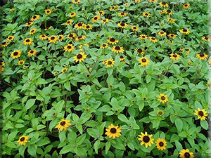 Creeping Zinnia (Sanvitalia procumbens)