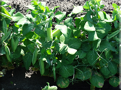 Tom Thumb Pea (1850s)