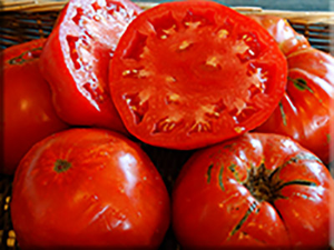 Ashleigh Tomato