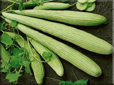 Armenian Cucumber (Cucumis melo)