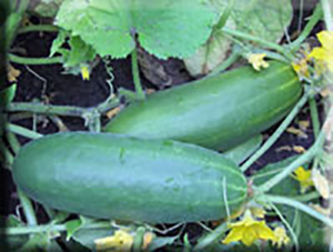 Beit Alpha Cucumber