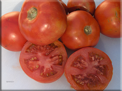 Tomato - German Baptist Heirloom Slicer
