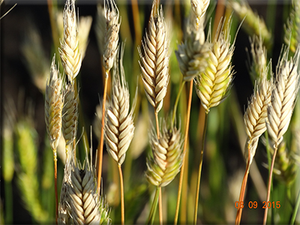 Einkhorn Wheat - ‘Blé Dur Arcour’