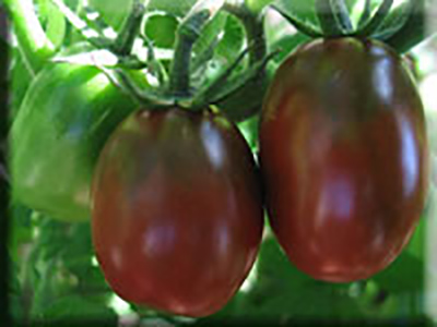 Organic Black Plum tomato - LA SOCIÉTÉ DES PLANTES Organic Black Plum tomato - LA SOCIÉTÉ DES PLANTES
