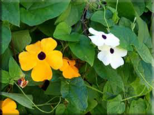 Black Eyed Susan Vine - (1823) -  (Thunbergia alata)