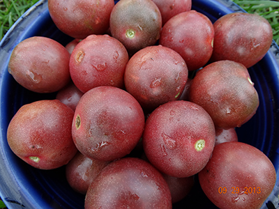 Heirloom Tomato Seeds - Black/Purple