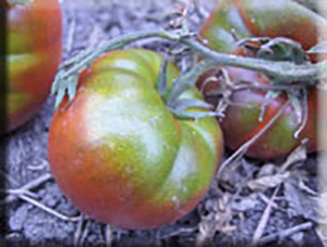 Black Altai Tomato