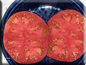 Photo of the fruit of Tomato (Solanum lycopersicum 'Brandywine, Sudduth  Strain') posted by janinilulu 