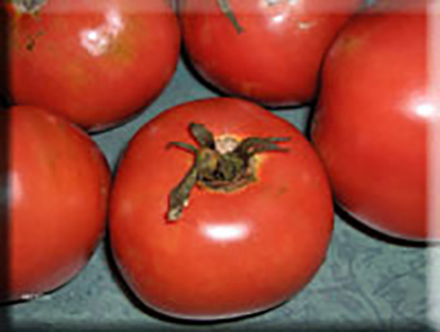 Brandywine Tomato (Landis Valley Strain)  - (1885)