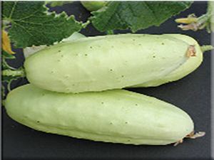 Boothby’s Blonde Cucumber