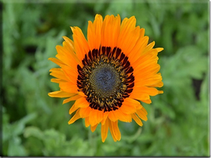 Cape Daisy (Arctosis fastuosa)