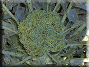 Heirloom Broccoli Seeds - (Brassica oleracea var. botrytis)