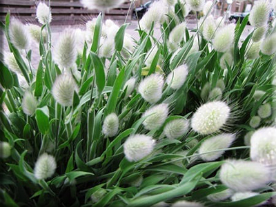 bunny tail plant Bunny Tail Grass from Heritage Harvest Seed