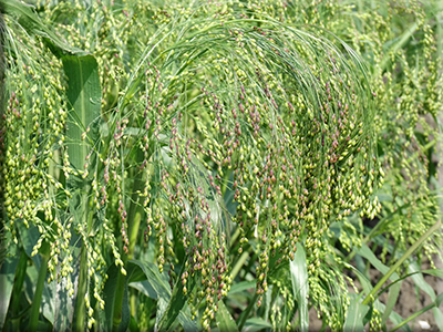 Millet Seeds - 'Bronze Proso' - (Panicum miliaceum)