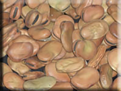 Heirloom Bean Seeds - Broad  (Vicia faba)