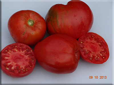 Ciesinski Tomato