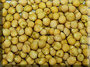 Heirloom Chickpea/Garbanzo Bean Seeds - (Cicer arietinum)