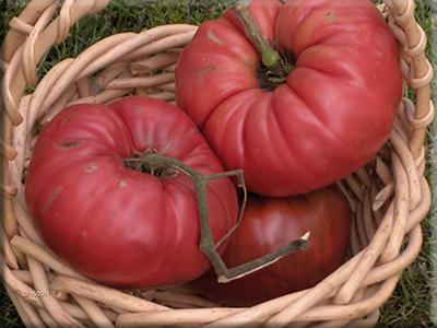 Cleota Pink Tomato